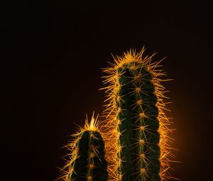 Preview wallpaper cactus, needles, plant