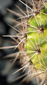 Preview wallpaper cactus, needles, plant, macro