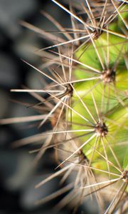 Preview wallpaper cactus, needles, plant, macro