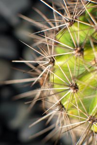 Preview wallpaper cactus, needles, plant, macro