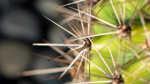 Preview wallpaper cactus, needles, plant, macro