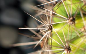 Wallpaper cactus, needles, plant, macro, desert hd, picture, image