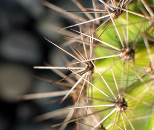 Preview wallpaper cactus, needles, plant, macro