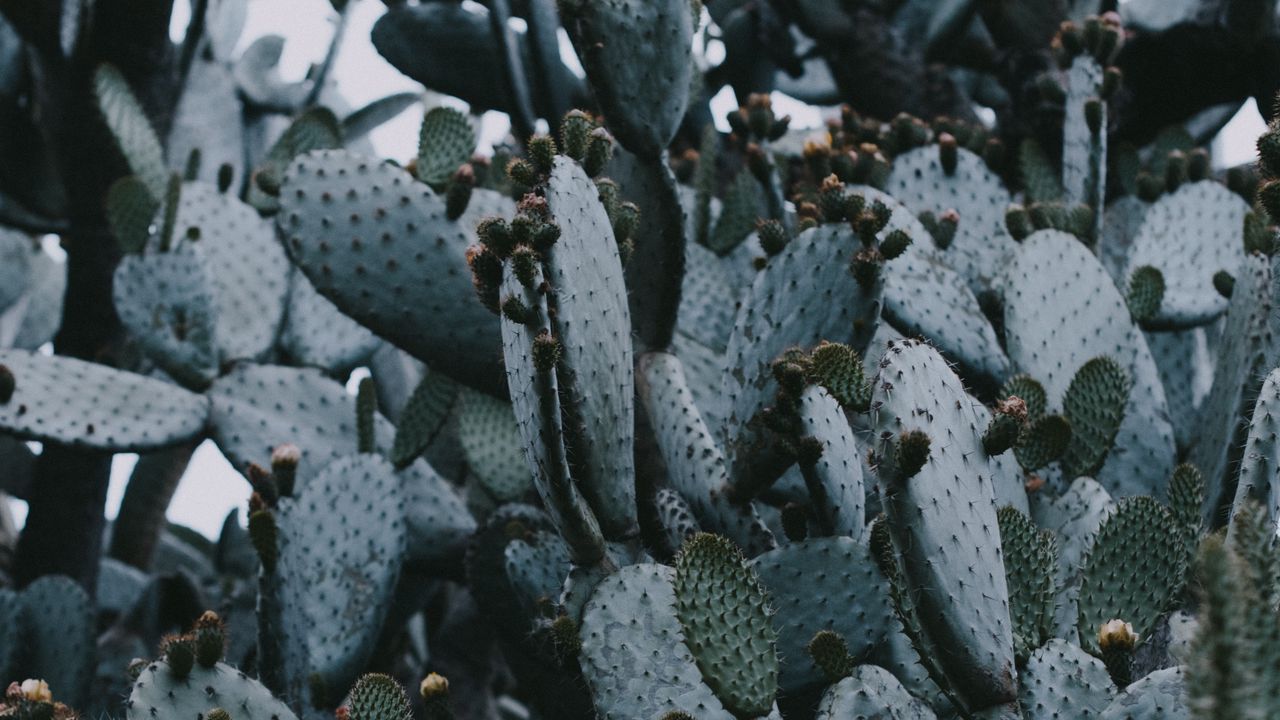 Wallpaper cactus, needles, plant, spines
