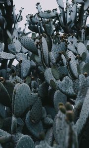 Preview wallpaper cactus, needles, plant, spines