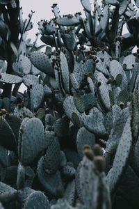 Preview wallpaper cactus, needles, plant, spines