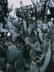 Preview wallpaper cactus, needles, plant, spines