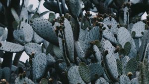 Preview wallpaper cactus, needles, plant, spines