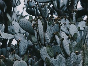 Preview wallpaper cactus, needles, plant, spines