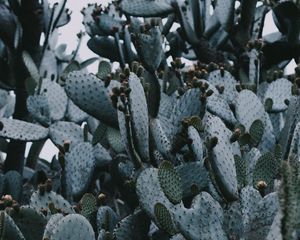 Preview wallpaper cactus, needles, plant, spines