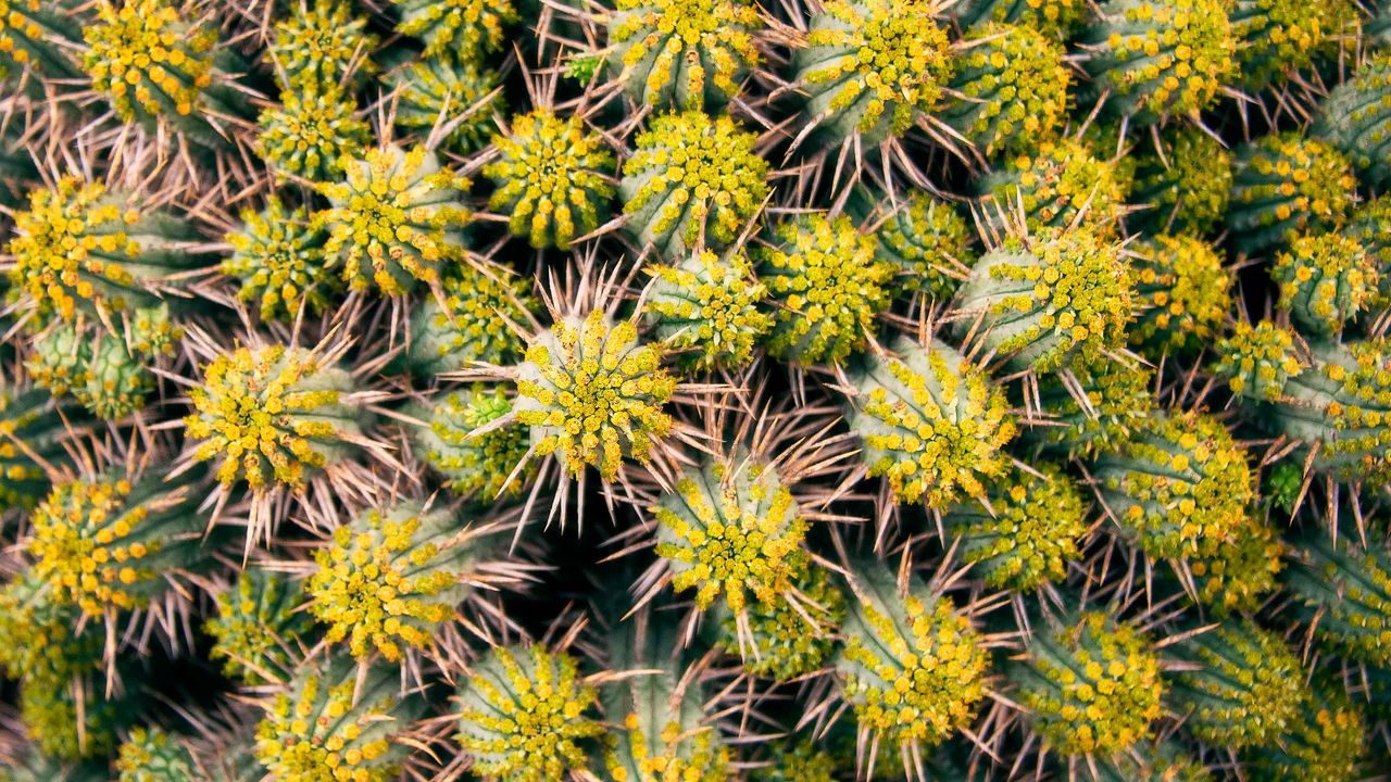 Wallpaper cactus, needles, plant, macro, thorns