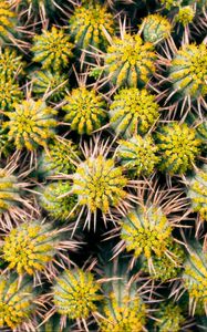 Preview wallpaper cactus, needles, plant, macro, thorns