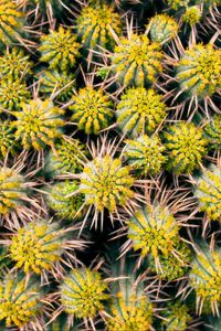 Preview wallpaper cactus, needles, plant, macro, thorns