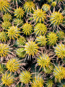 Preview wallpaper cactus, needles, plant, macro, thorns