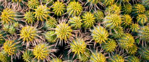 Preview wallpaper cactus, needles, plant, macro, thorns