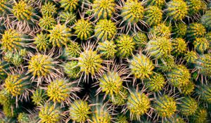 Preview wallpaper cactus, needles, plant, macro, thorns