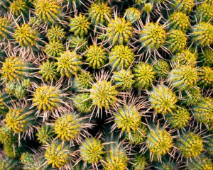 Preview wallpaper cactus, needles, plant, macro, thorns