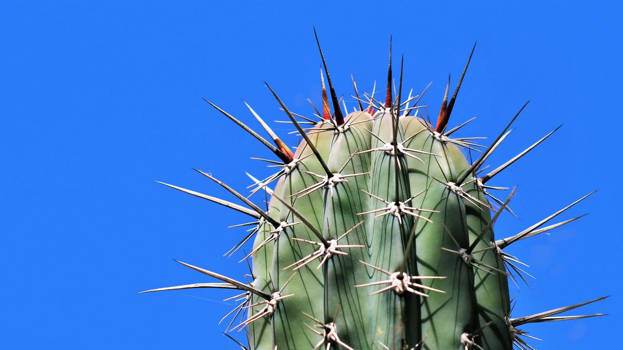 Wallpaper cactus, needles, plant, thorns, macro