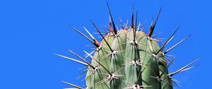 Preview wallpaper cactus, needles, plant, thorns, macro