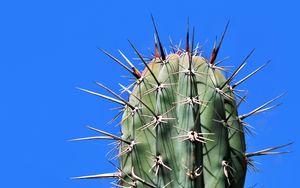 Preview wallpaper cactus, needles, plant, thorns, macro