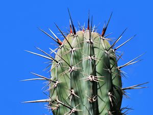 Preview wallpaper cactus, needles, plant, thorns, macro