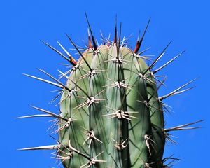 Preview wallpaper cactus, needles, plant, thorns, macro