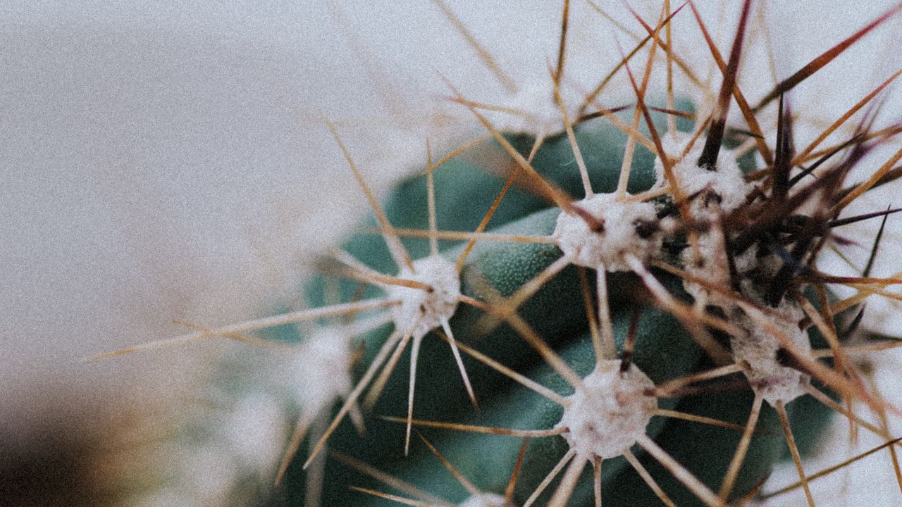 Wallpaper cactus, needles, plant, macro, blur