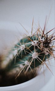 Preview wallpaper cactus, needles, plant, macro, blur