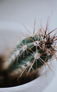 Preview wallpaper cactus, needles, plant, macro, blur