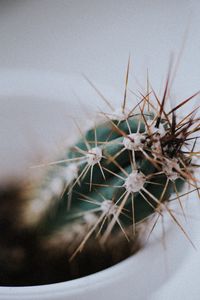 Preview wallpaper cactus, needles, plant, macro, blur
