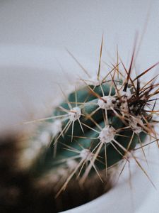 Preview wallpaper cactus, needles, plant, macro, blur