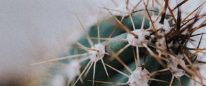 Preview wallpaper cactus, needles, plant, macro, blur