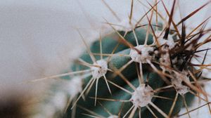Preview wallpaper cactus, needles, plant, macro, blur