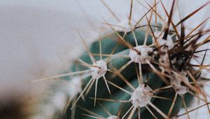 Preview wallpaper cactus, needles, plant, macro, blur