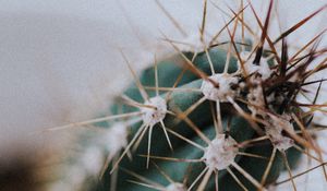 Preview wallpaper cactus, needles, plant, macro, blur