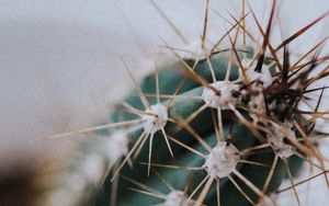 Preview wallpaper cactus, needles, plant, macro, blur