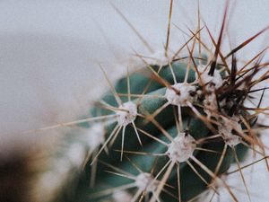 Preview wallpaper cactus, needles, plant, macro, blur