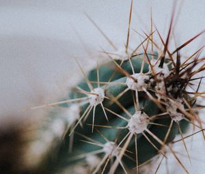 Preview wallpaper cactus, needles, plant, macro, blur