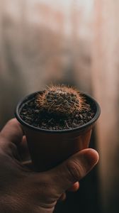 Preview wallpaper cactus, needles, plant, hand