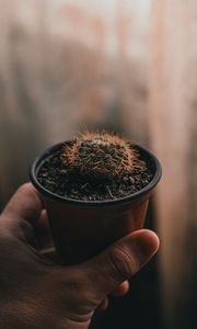Preview wallpaper cactus, needles, plant, hand