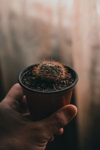 Preview wallpaper cactus, needles, plant, hand