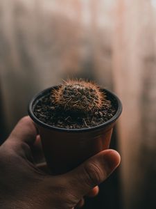 Preview wallpaper cactus, needles, plant, hand