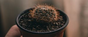 Preview wallpaper cactus, needles, plant, hand