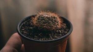 Preview wallpaper cactus, needles, plant, hand