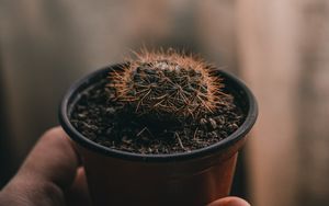 Preview wallpaper cactus, needles, plant, hand