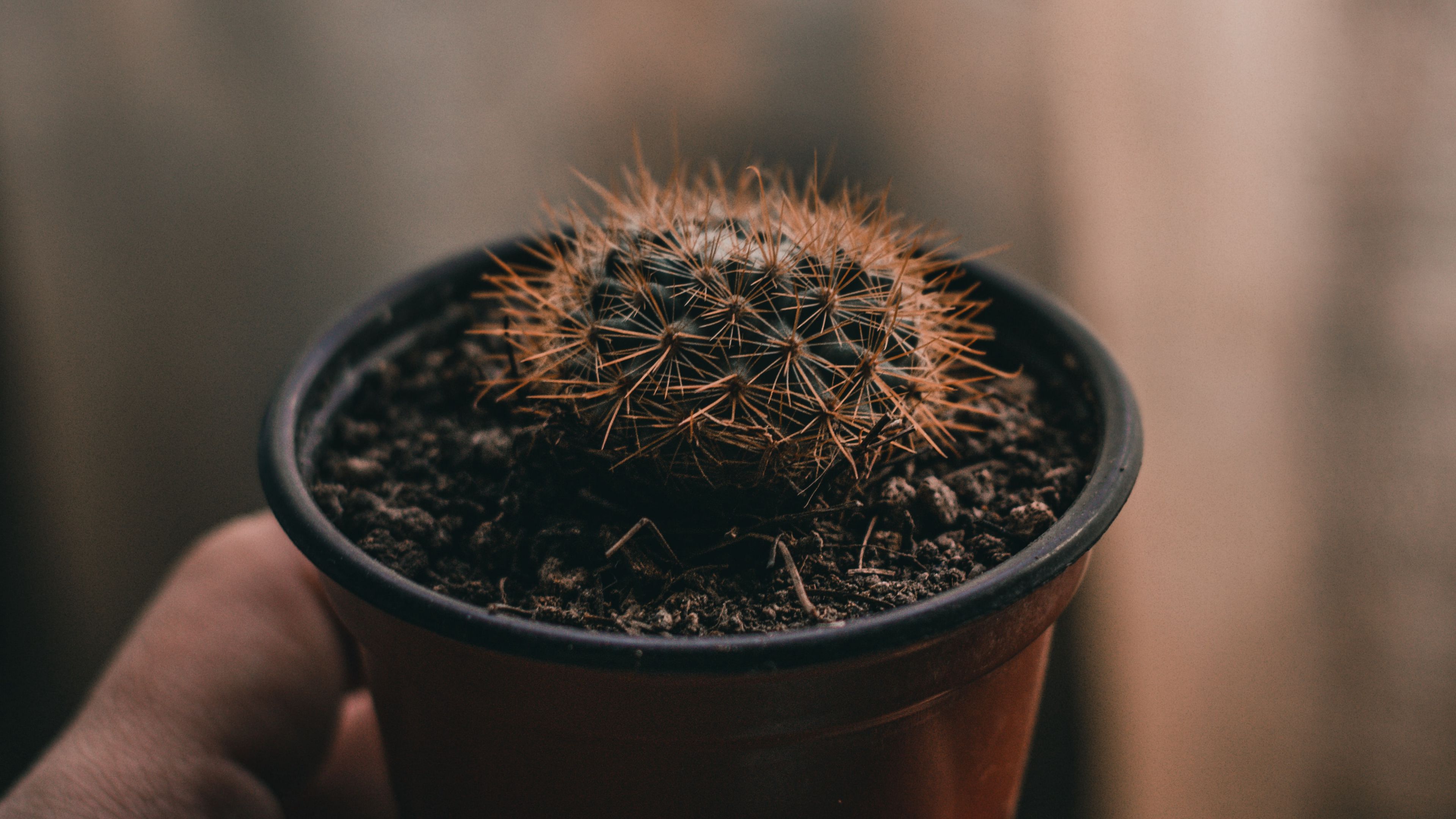 Download wallpaper 3840x2160 cactus, needles, plant, hand 4k uhd 16:9