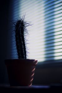 Preview wallpaper cactus, needles, plant, pot, shadow, dark