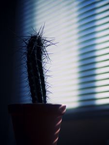 Preview wallpaper cactus, needles, plant, pot, shadow, dark