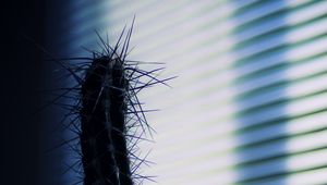 Preview wallpaper cactus, needles, plant, pot, shadow, dark