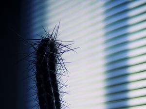 Preview wallpaper cactus, needles, plant, pot, shadow, dark
